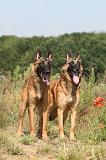 MALINOIS 239